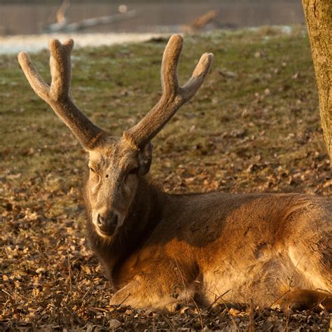 Père David's Deer - Elaphurus davidianus - Pater Davidsher… | Flickr