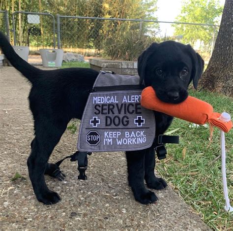 Labrador retriever hatty sworn in as state attorney s office facility ...