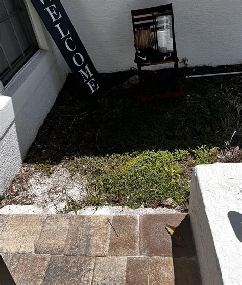 What to plant in these two spots? Trying to stay with native FL plants but really considering my ...