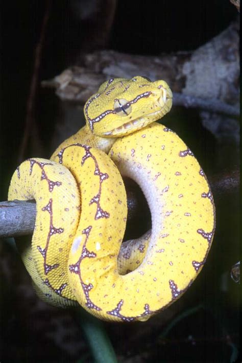 Pythonidae Chart 的图像结果