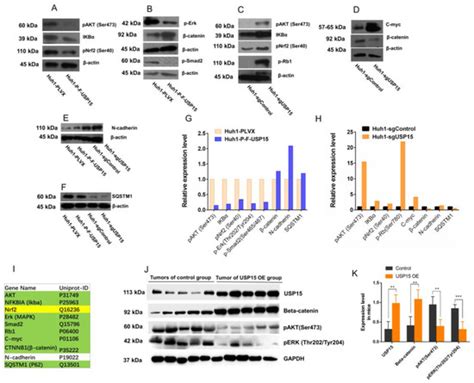 USP15 Represses Hepatocellular Carcinoma Progression by Regulation of ...