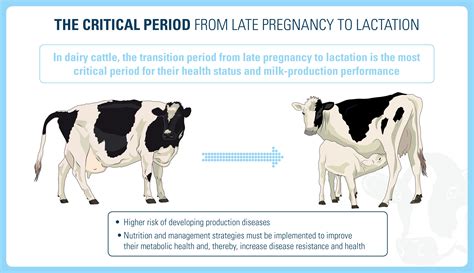 Fetal Cattle Development Critical Periods