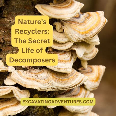 Plant Decomposers Desert Decomposers: The Insects That Thrive In