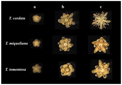 Dynamic Changes on Floral Aroma Composition of the Three Species from ...