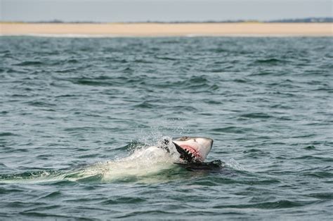 CAPE COD & GREAT WHITE SHARKS - only where you have walked have you been