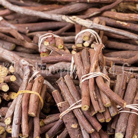 Image result for Licorice Classification Key