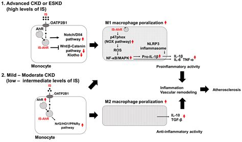 Indoxyl Sulfate-Induced Macrophage Toxicity and Therapeutic Strategies ...