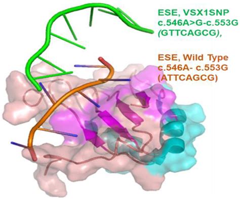 Rare Variants Residing in Novel Cis-Acting Element in Visual System Homeobox 1 and Their ...