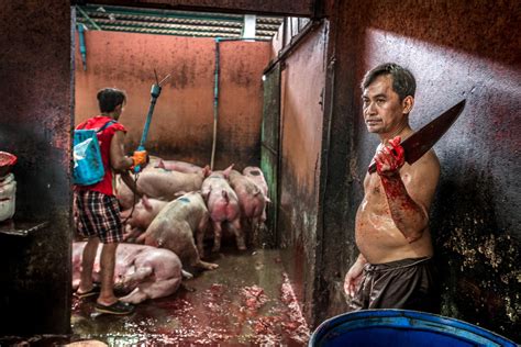An Expose on Animal Clubbing at Thai Slaughterhouses - We Animals