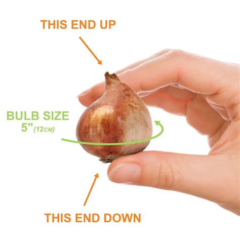 Garden State Bulb Pink Don Quichotte Triumph Tulip Bulbs 50-Count ECF ...