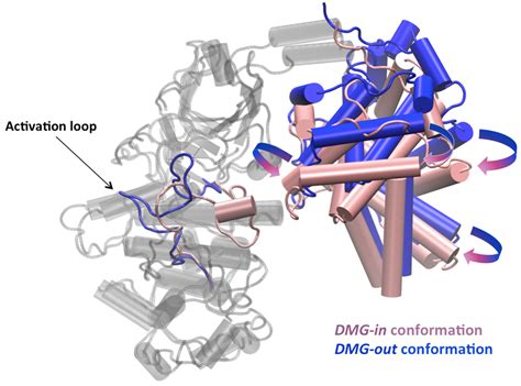 Highlighting the Major Role of Cyclin C in Cyclin-Dependent Kinase 8 ...