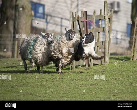Border collie herding sheep hi-res stock photography and images - Alamy