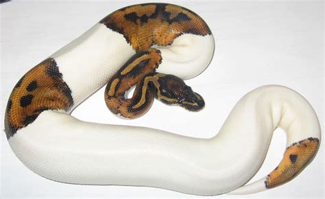 Image result for Pumpkin Pie Ball Python