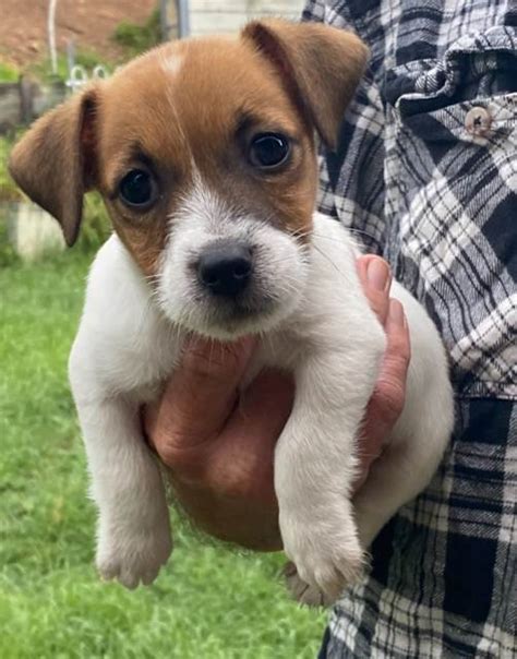 Image result for Mini Stumpy Jack Russell