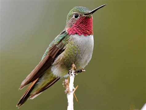 Rufous Hummingbird | Audubon Field Guide