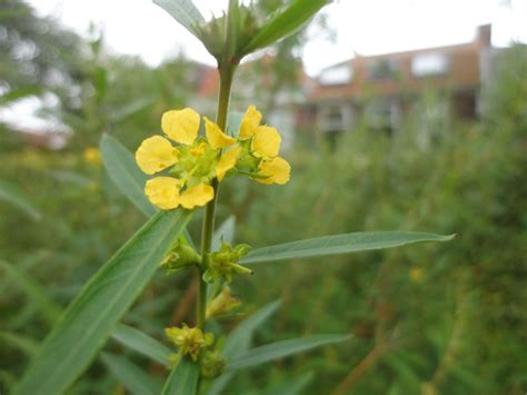 Heimia salicifolia | Hortus Botanicus Leiden, Netherlands