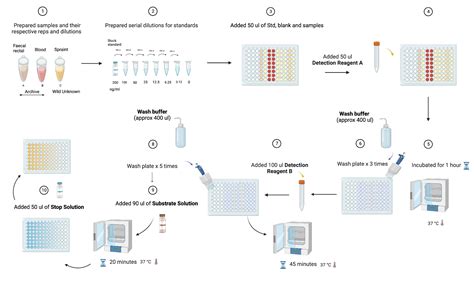Image result for Competitive ELISA Protocol