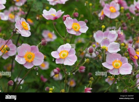 Japanese Windflower Anemone | Anemone Flower Care and Growing Tips - QBLM