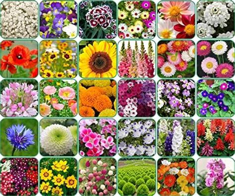 Aero Seeds 30 Variety Of Flower Seeds Combo Pack With Instruction ...