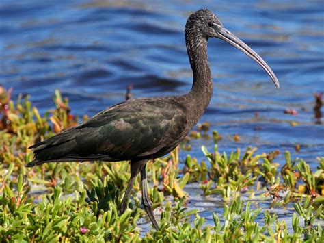 Glossy Ibis - eBird