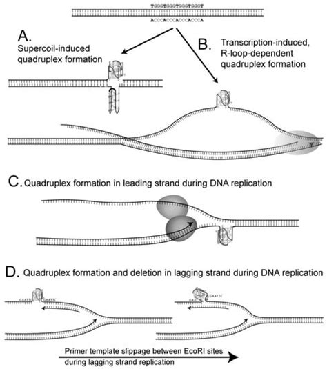Genomic Instability of G-Quadruplex Sequences in Escherichia coli ...