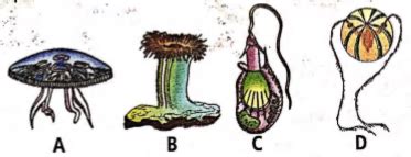 Identify the figures A, B, C and D and select the correct option. A B C ...