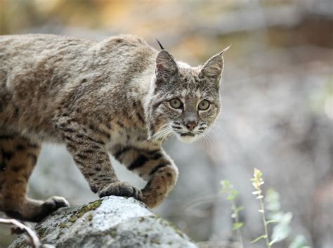 Bobcats prove resilient in the face of human development - Earth.com