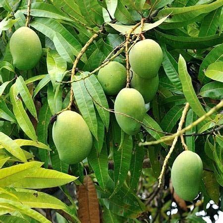 Plants Point Live Dwarf Plant Mango Fruit Himsagar Hybrid Varieties ...