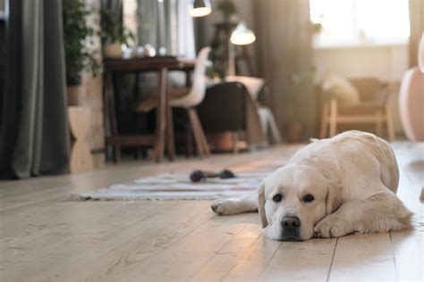 Best Finish For Hardwood Floors With Dogs: 5 Best options | Dogaspet