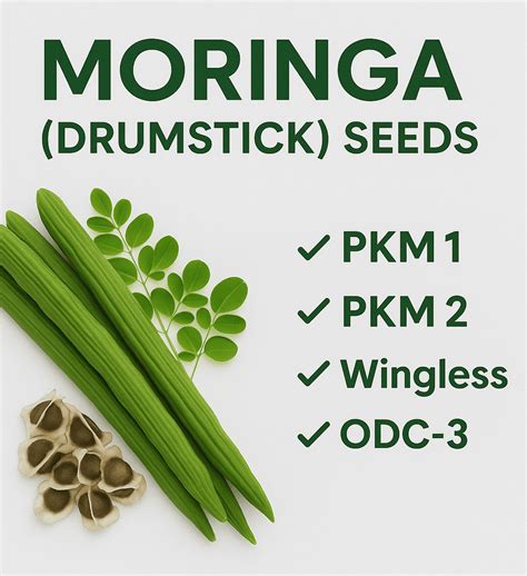 Buy Moringa (Drumstick) Seeds Online – PKM-1, PKM-2, Wingless, ODC-3 ...