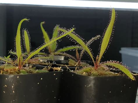 Drosera adelae – The Shaman Valley