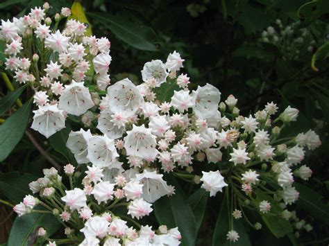 Kalmia latifolia - Mountain Laurel | World of Flowering Plants