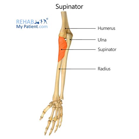 Image result for Supinator Muscle Function