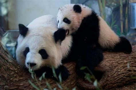 Image result for Panda Example in Python