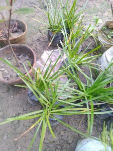 MAITRA AND SONS Ophiopogon Dwarf Grass Plant Price in India - Buy ...