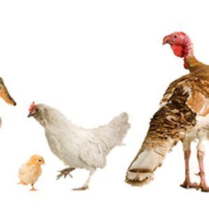 4-H Poultry 101, Lenawee County Fair & Event Grounds, Adrian, 17 March ...