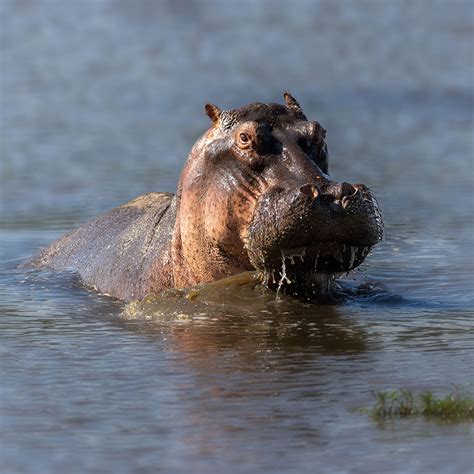 Image result for Hippo vs Python