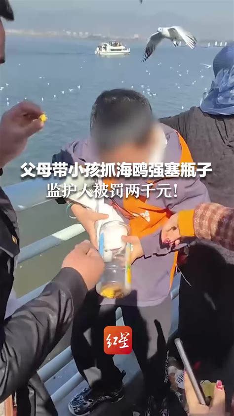 父母带小孩抓海鸥强塞瓶子 监护人被罚两千元_凤凰网视频_凤凰网