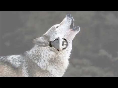 Image result for Wolves Howling Sound Effect