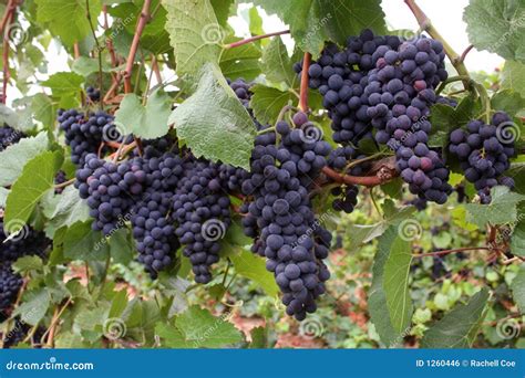 Wine Grape Clusters stock photo. Image of industry, crop - 1260446