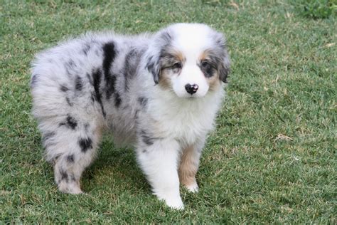 Red Merle Blue Merle Full Grown Mini Australian Shepherd