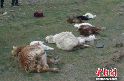 新疆北部牧场春季羊群转场时遭遇狼群袭击(图)-搜狐新闻