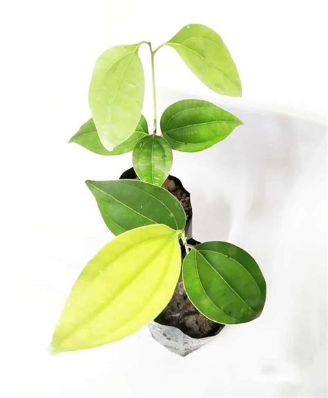 Cloud Farm Live Tej Patta, Tamalpatra, Indian Bay Leaf Plant/size 18 to ...