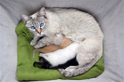 Get Involved — Austin Siamese Rescue