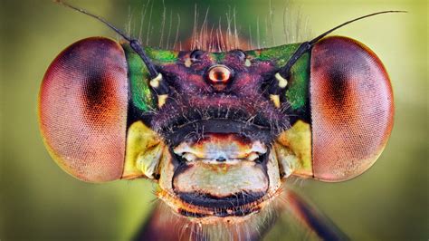 The Number Of Species On Earth Is Uncountable - Science