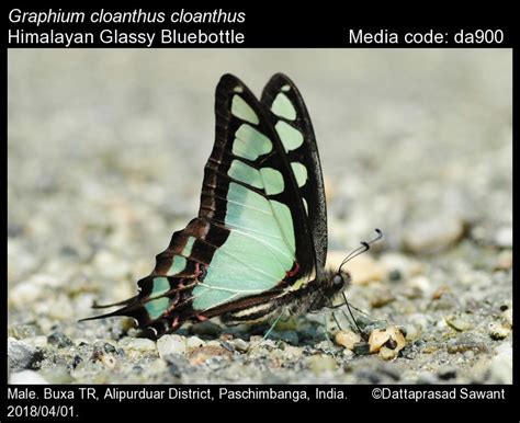 Graphium cloanthus | Butterfly