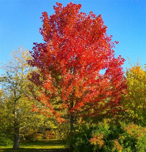 Buy Acer freemanii 'Autumn Blaze' Trees Online NZ