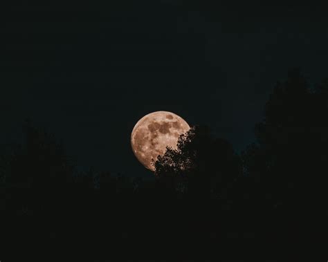 Download wallpaper 1280x1024 moon, full moon, trees, night standard 5:4 ...