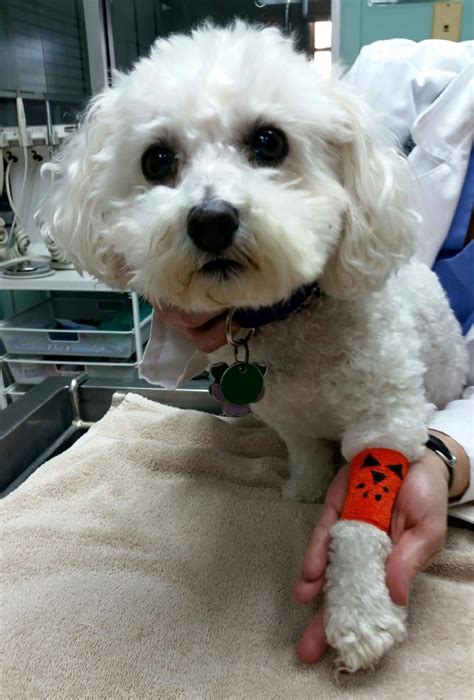 Dog and Cat Surgery in Groveport, OH | Groveport Canal Animal Hospital