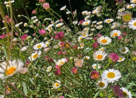 33 Beautiful Flowers That Start With E and Pictures